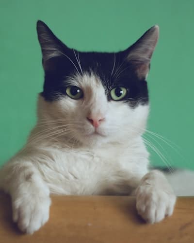 Amzah Pet Care